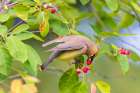 Cedar waxwing eating serviceberry, Marion County, Illinois. Art Print